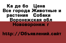 Ка де бо › Цена ­ 25 - Все города Животные и растения » Собаки   . Воронежская обл.,Нововоронеж г.